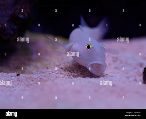Goby fish hi-res stock photography and images - Alamy