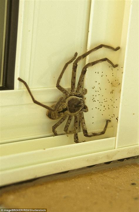 huntsman spinne - Germany News Collections