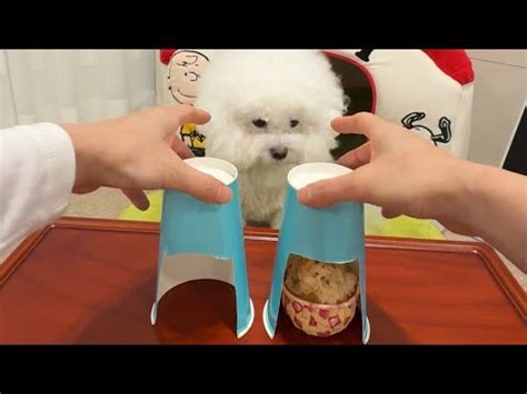 Dog doesn't understand the cup trick.