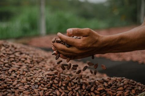 Dengo apoia produtores de cacau na regeneração da natureza - CicloVivo