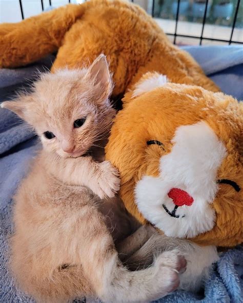 how to care for newborn kitten