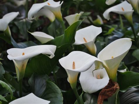 Zantedeschia aethiopica – PlantRight
