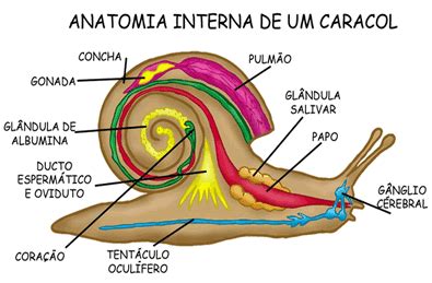 O Caramujo É Um Molusco - Moluscos - Só Biologia