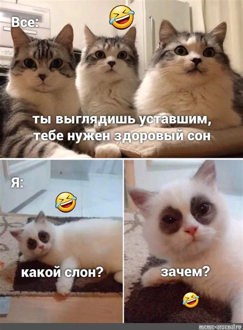 Создать комикс мем "мемы с котиками с надписями смешные, Кошка, кот ...