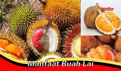 Ungkap Manfaat Buah Lai yang Tak Terduga dan Jarang Diketahui - Biotifor