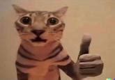 Cat giving thumbs up | Thumbs Up Cat | Know Your Meme