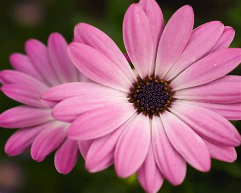 Pink Flower Pictures wallpaper | 1280x1024 | #23372