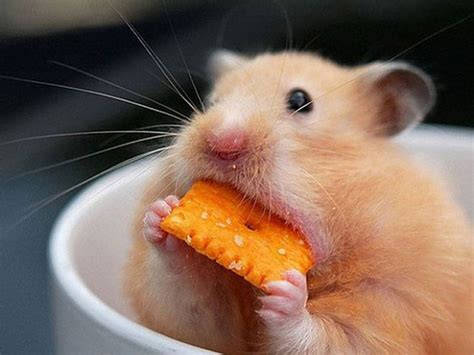 Щекастые хомяки | Ratas y ratones, Animales, Hamsters