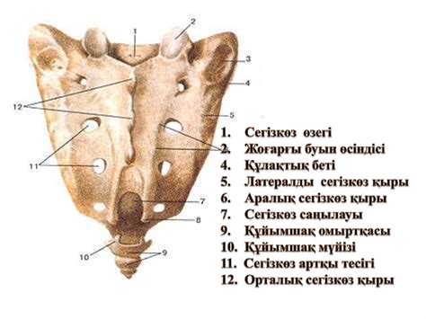 Адам қаңқасының бөлімдері - презентация онлайн