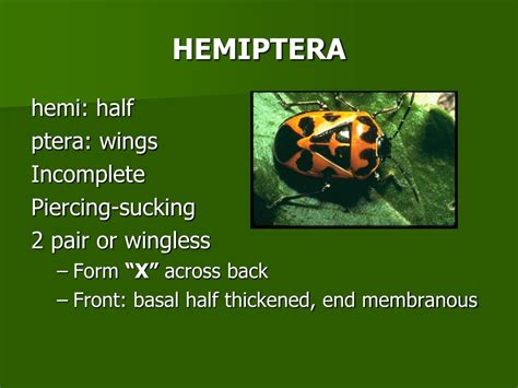 PPT - HEMIPTERA PowerPoint Presentation, free download - ID:4183441