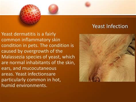 PPT - Skin Disease in Dogs PowerPoint Presentation, free download - ID