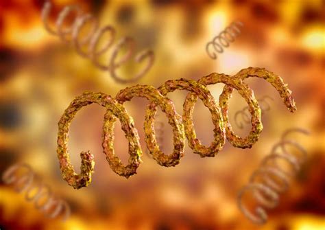 syphilis stock  pictures royalty  images istock
