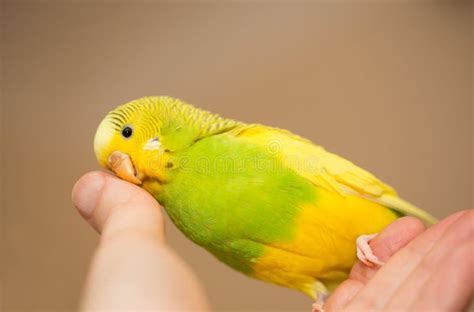 Periquito Verde E Amarelo - Periquito Australiano Fêmea Amarelo E Verde, Periquito Imagem de Stock ...