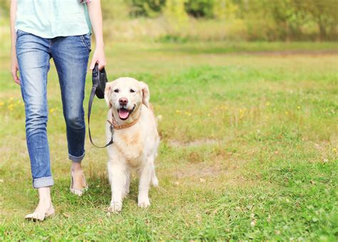 windermere fl pet sitter  dog walker    savvy sitter