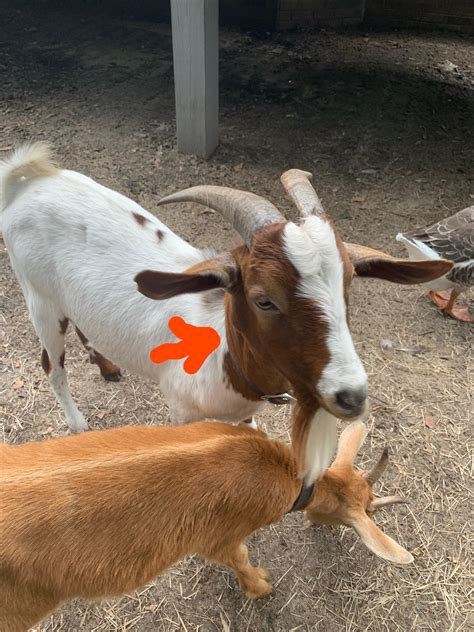 This lump on his jaw wasn’t there yesterday. Please help : r/goats