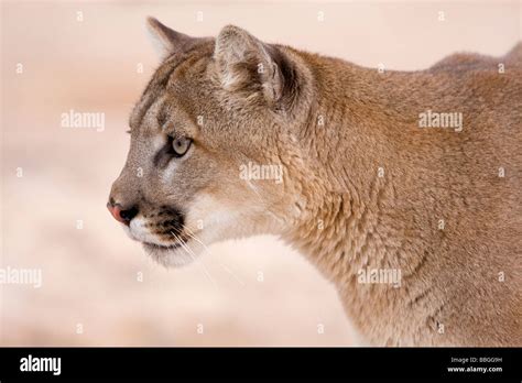 Mountain lion, cougar, puma Stock Photo - Alamy