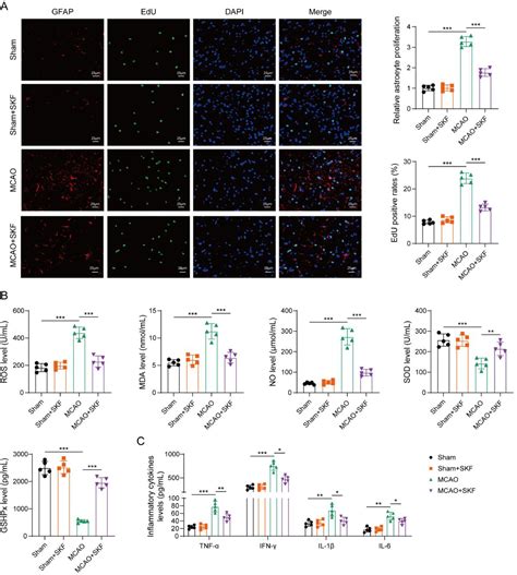 Corrigendum to “Blockage of p38MAPK in astrocytes alleviates brain