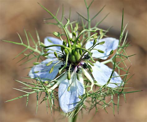 Free Images : branch, blossom, bloom, summer, herb, botany, flora, blue ...
