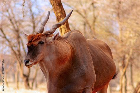Beautiful Images of African largest Antelope. Wild african Eland ...
