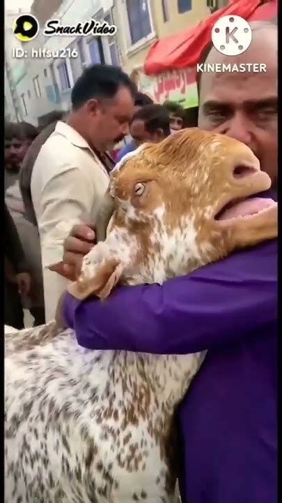 videuo kilip mix kotah tanz shokhi +bahal 😜 #shortvideo - YouTube