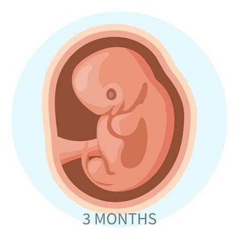 embrion en el utero tercer mes desarrollo  crecimiento del feto