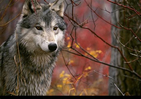 wallpapercz priroda fauna vlci  stazeni