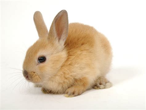 baby bunny  home checklist petland florida