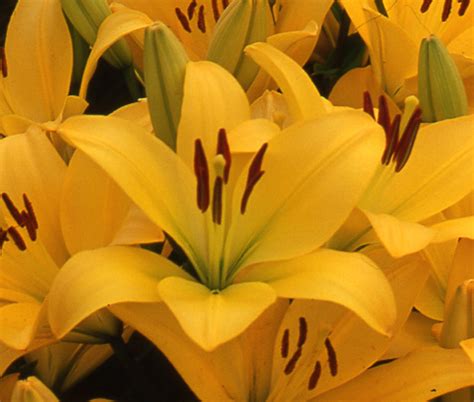Golden Tycoon Lilium: Buy forced lilium bulbs online in Pakistan - Bagh.pk