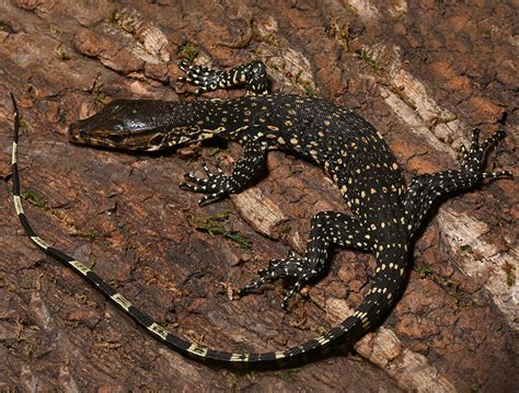 Asian Water Monitor For Sale - Reptiles Heaven