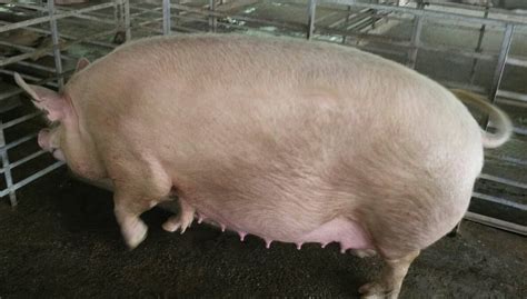 pregnant female pig  number farm pig  lucknow id