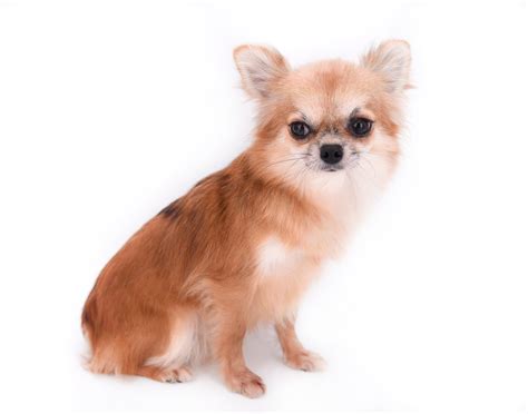 Mayra – Beverly Hills Chihuahuas