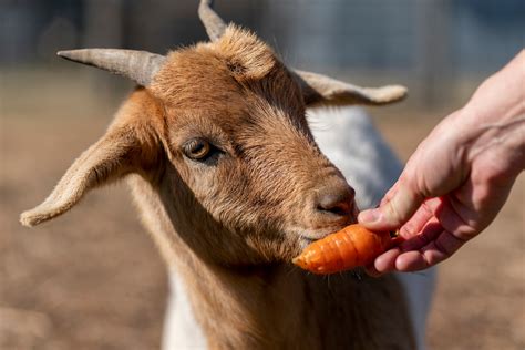 texas   goats project texas  agrilife extension service