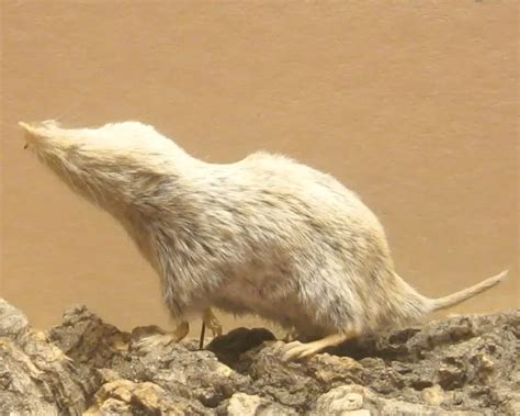 North American least shrew - Facts, Diet, Habitat & Pictures on ...