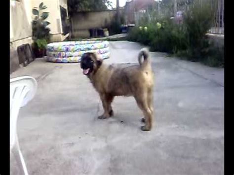 shapi - YouTube