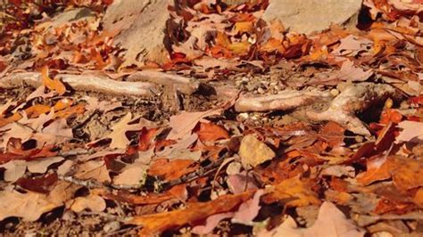 fall foliage peak falling autumn leaves stock footage video