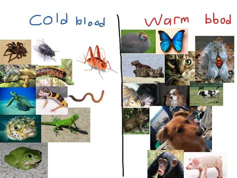 Warm and cold blooded animals and insects | Science | ShowMe
