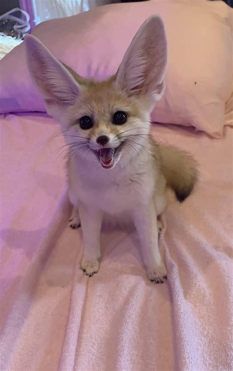 Fennec fox – Artofit
