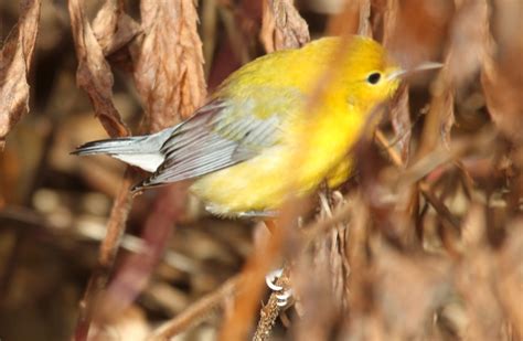 Prothonotary Warbler - BirdWatching
