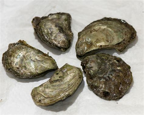 Gifts from the sea: shellfish as an ecosystem service | Encyclopedia of ...