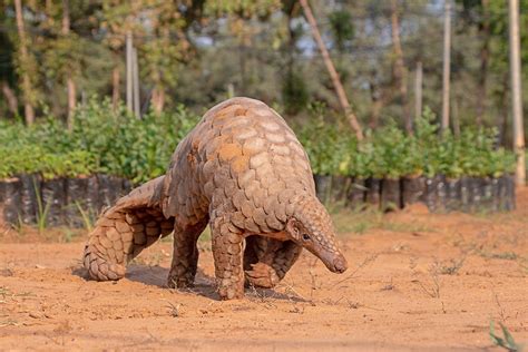 Asia's Endangered Pangolin