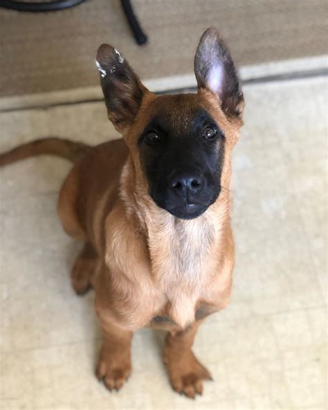 amazing facts  belgian malinois page    petpress
