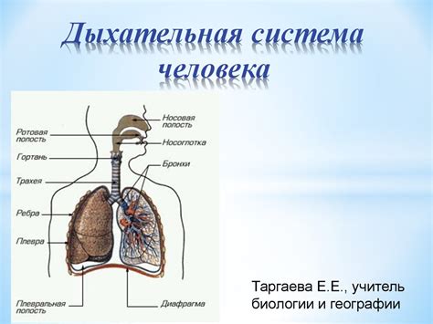 Дыхательная система человека - презентация онлайн