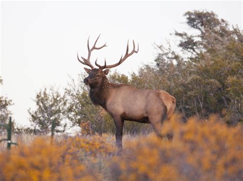 Rocky Mountain Elk - NDOW