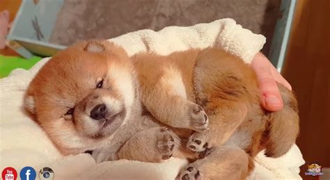 柴犬の赤ちゃんのコロコロ感は異常、もはや団子。となるとその癒しパワーがハンパないわけです。【悶絶動画】 | 柴犬ライフ [Shiba-Inu ...