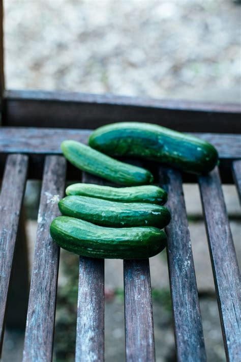 The Complete UK Vegetable Gardening Calendar: A Month-by-Month Guide to