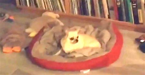 Heartbroken Dog Hasn’t Seen Dad In 2-Months, Doesn’t Know He’s About To ...