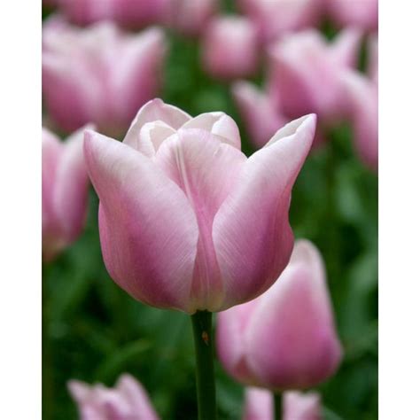 Tulip Gabriella Bulb | Peter Nyssen | Buy Flower Bulbs and Plants Online