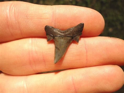 Rare Eocene Mackerel Shark Tooth | Recently Sold | FOSSILS ...