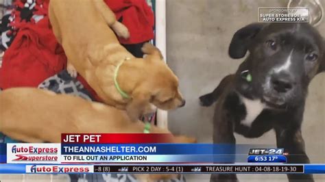 Jet Pet: Dogs up for adoption at the ANNA Shelter | WJET/WFXP/YourErie.com