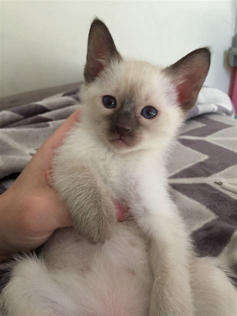 Siamese Cat For Sale In Cavite - British Shorthair